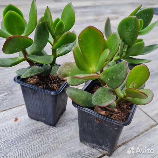 Денежное дерево