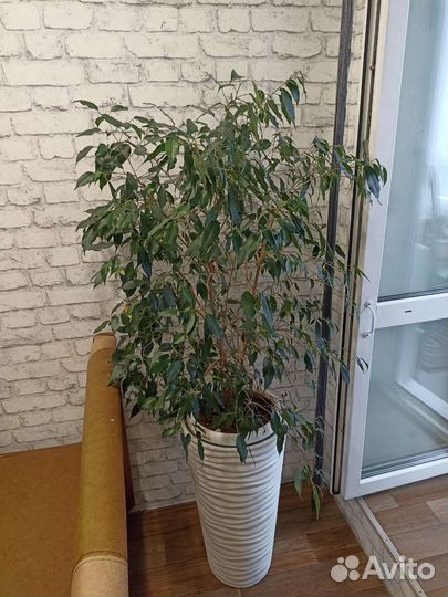 Фикус бенджамина