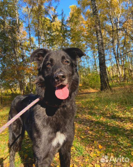 Собака пережила предательство