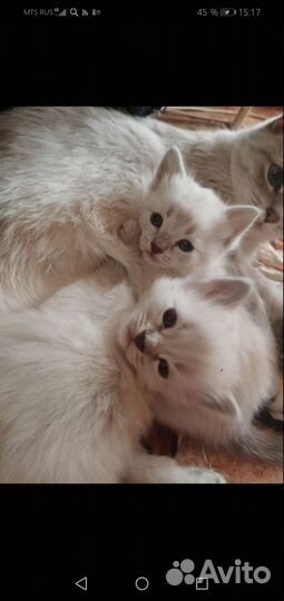 Тайские котята