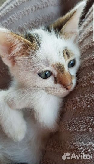 Кошки в добрые руки бесплатно