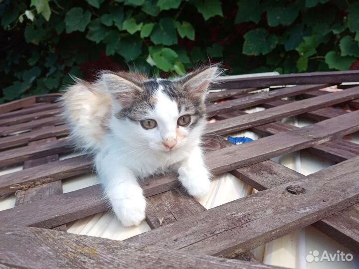 Котята бесплатно