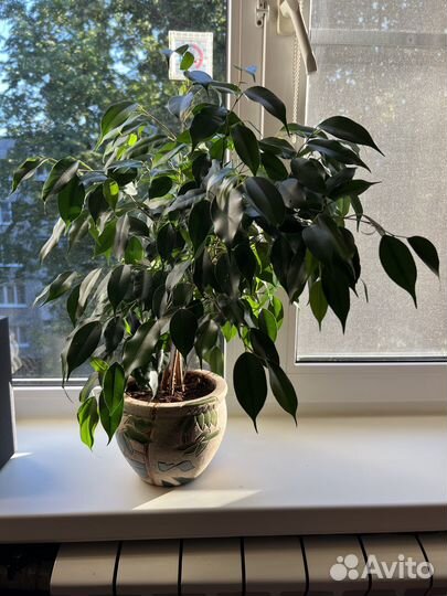 Фикус темно-зеленые листья