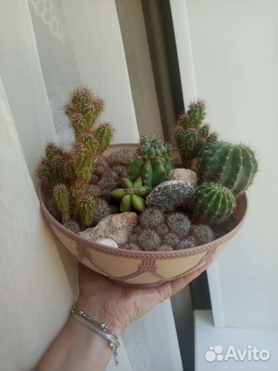 Большой сад из суккулентов