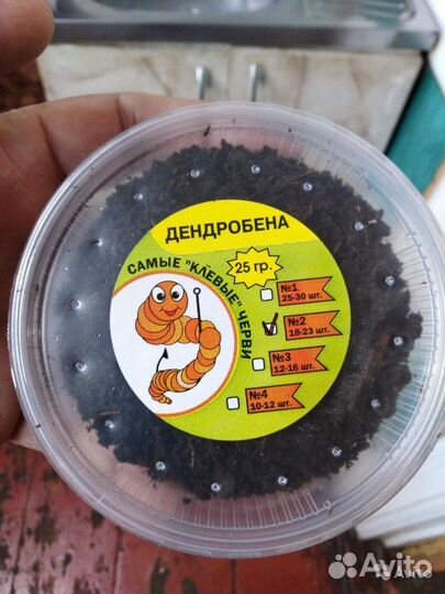 Червь Дендробена