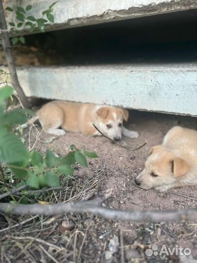 Собаки бесплатно в добрые руки щенки