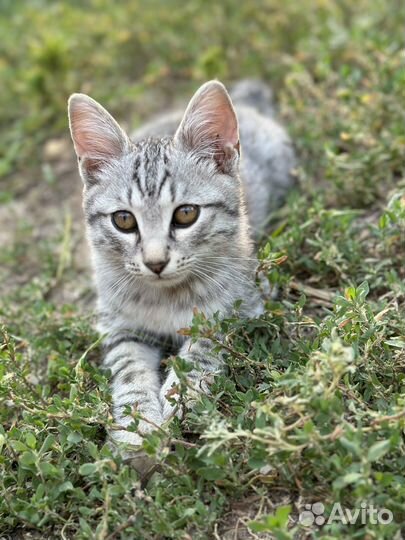 Котята курильского бобтейла