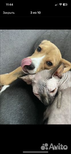 Кошки донской сфинкс