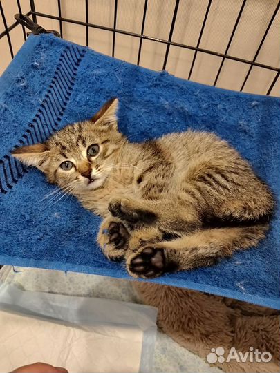 Тигренок-котенок в добрые руки