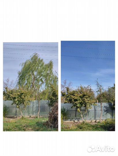 Спиливание деревьев