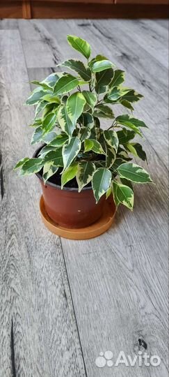 Фикус мелколистный тинеке