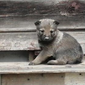 Щенки Западносибирской охотничьей лайки