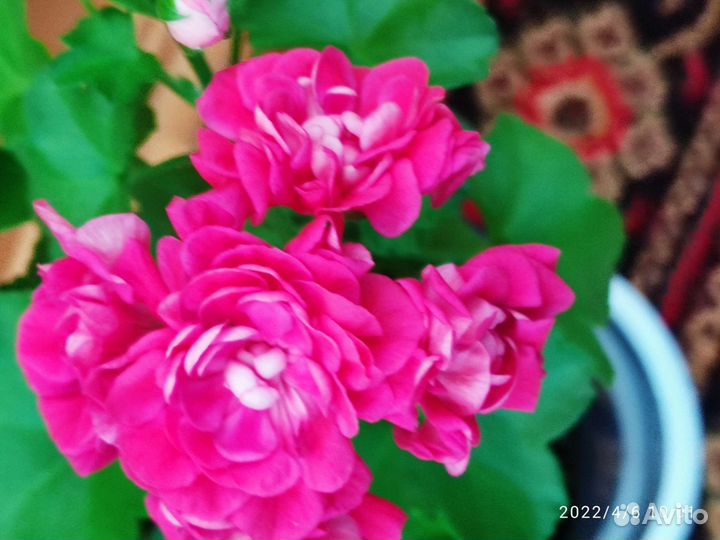 Пеларгония