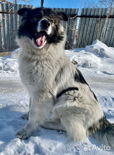 Собака ищет дом
