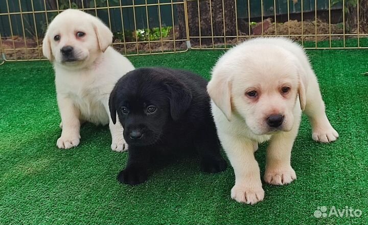 Щенки Лабрадор ретривера