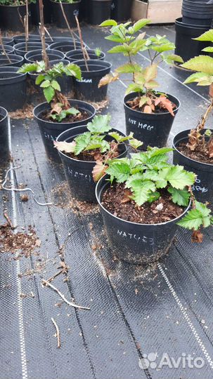 Саженцы ежевики