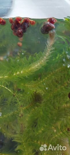 Растения элодея