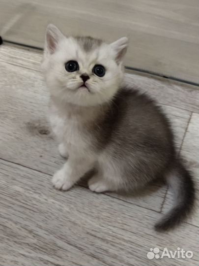 Шотландские котята