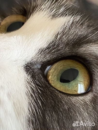 Кошечка ищет дом