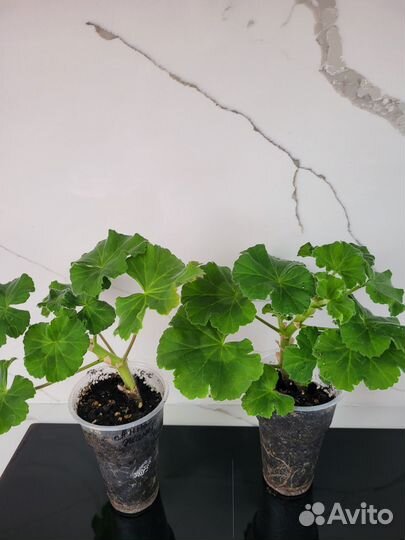 Пеларгонии редкие