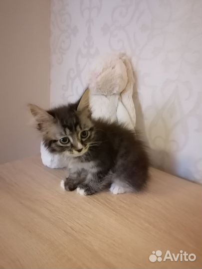 Котенок курильского бобтейла