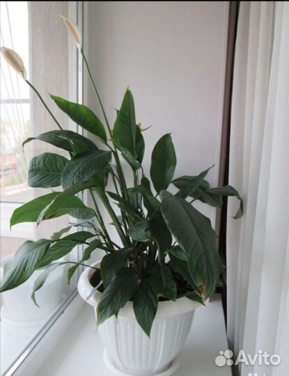 Спатифиллум