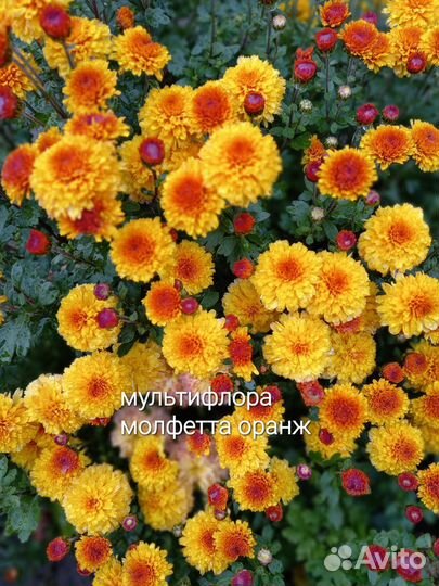 Хризантемы мультифлора и корейские