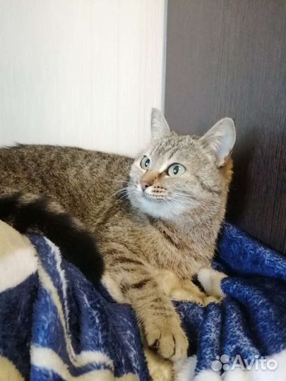 Мурка в добрые руки