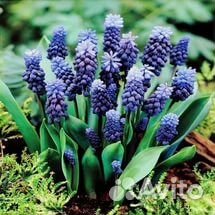 Мускари. Выдача началась