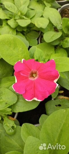 Растения цветы для сада