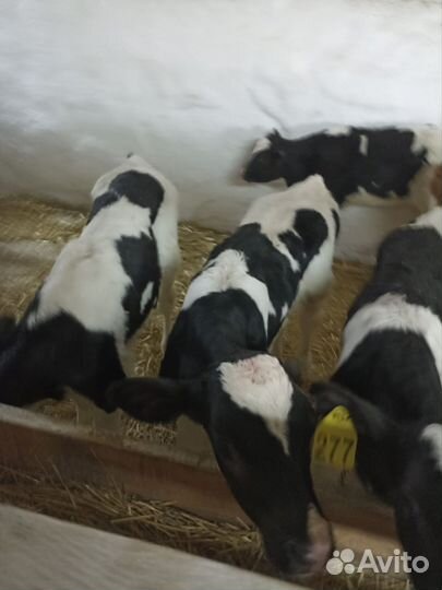 Бычки телята