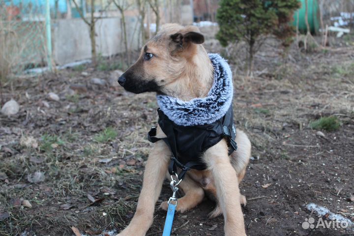 Щенок - Мальчик 3,5 м. в заботливые руки