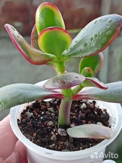 Суккуленты