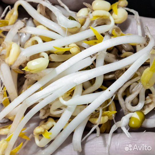 Проростки маша (бобы мунг)