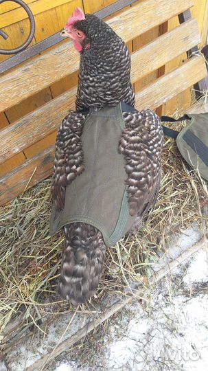 Попоны для кур