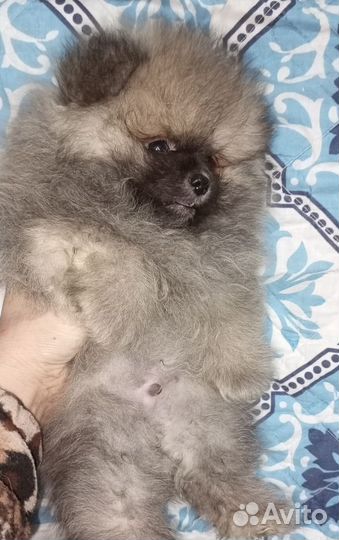 Померанский шпиц тип мишка