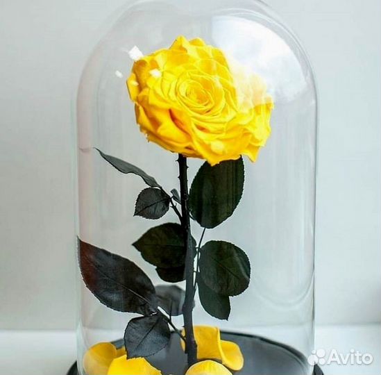 Роза в колбе. С гарантией