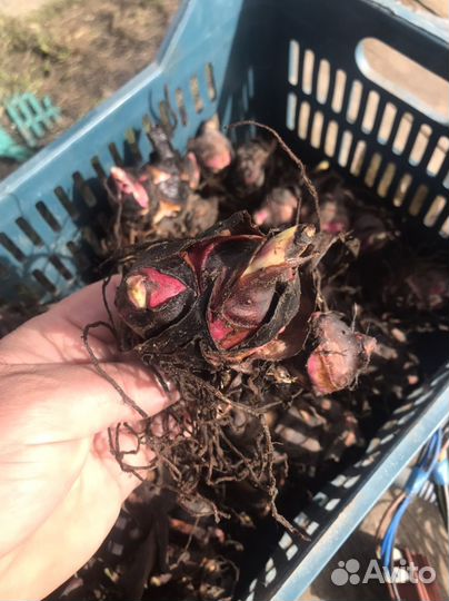 Цветы Канны цветы красные