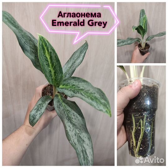 Аглаонемы сортовые