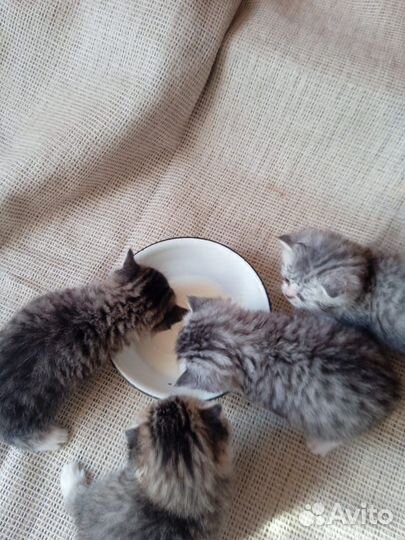 Британские котята