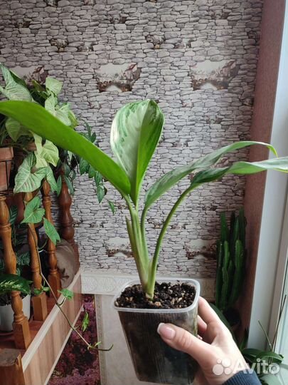 Аглаонема Сильвер Бей