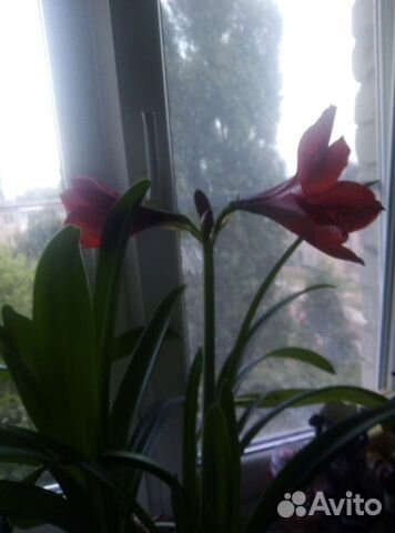 Комнатные растения