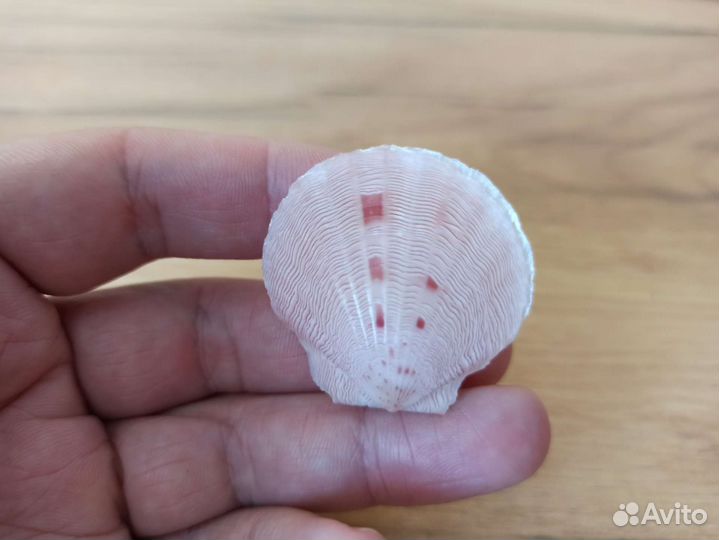 Морская раковина