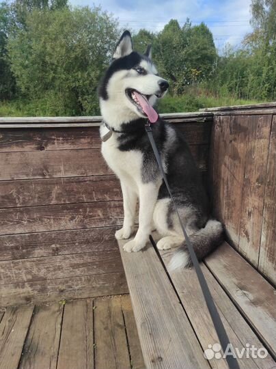 Передержка собак/животных. Выгул собак. Зоотакси