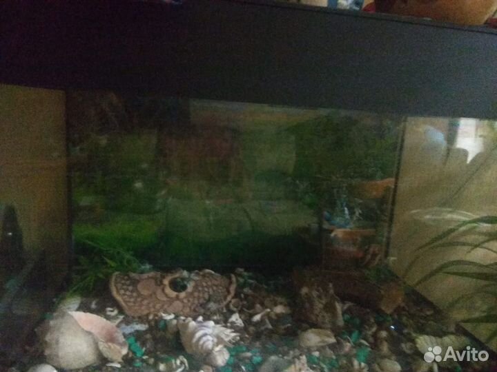 Аквариум