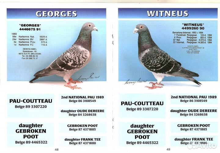 Спортивные голуби. Почтовые голуби 