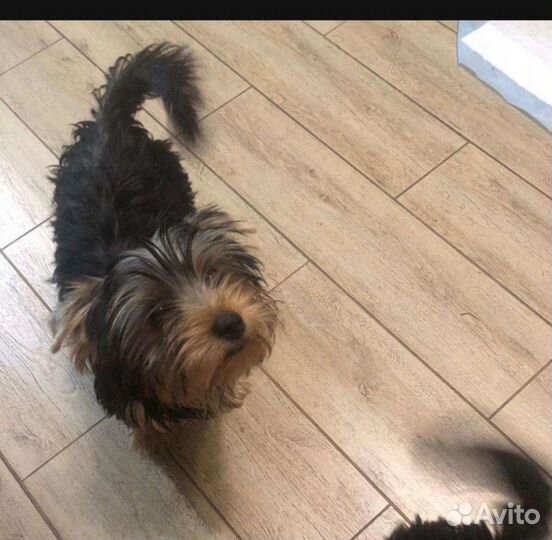 Маленькая собака