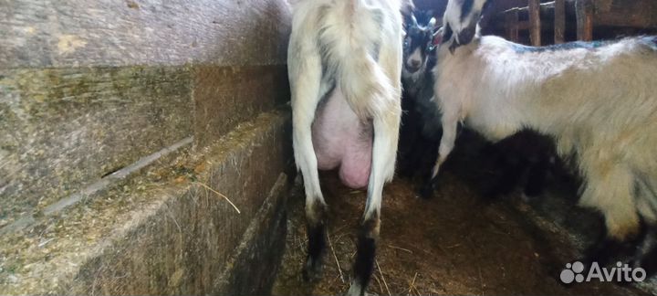 Козы дойные, козлята на мясо