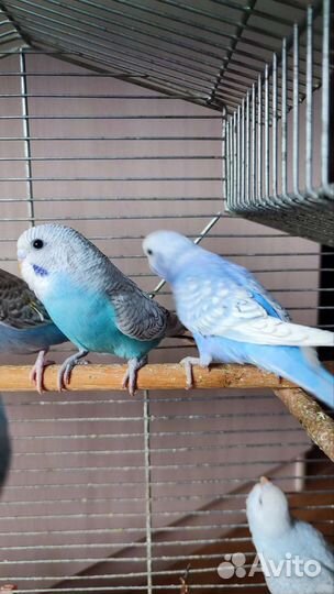 Птенцы волнистый попугай