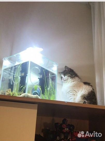 Аквариум Gloxy 18л